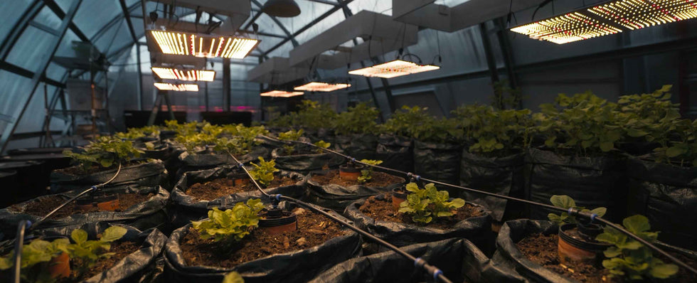 Gardening & Farm