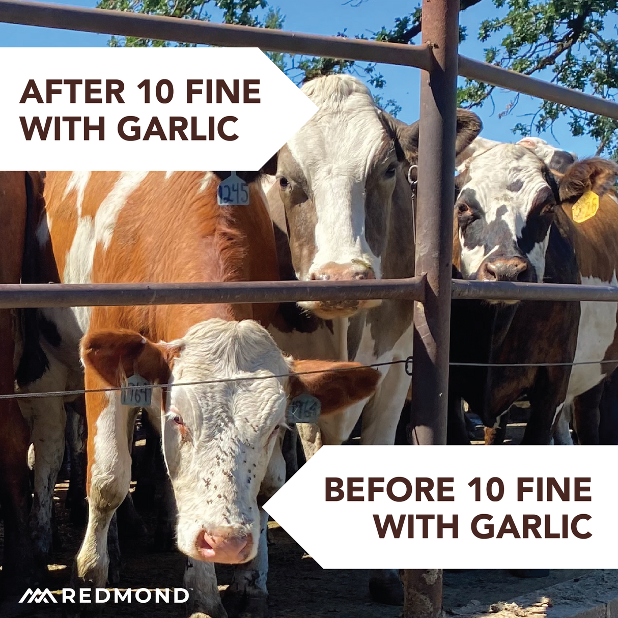 10 Fine with Garlic