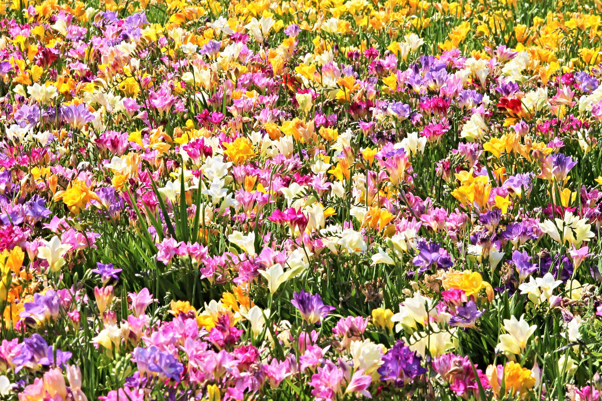 5 ROYAL CHAMPION Mix FREESIA Mixed Colors Pink Blue Purple Yellow Red Orange Flower Seeds