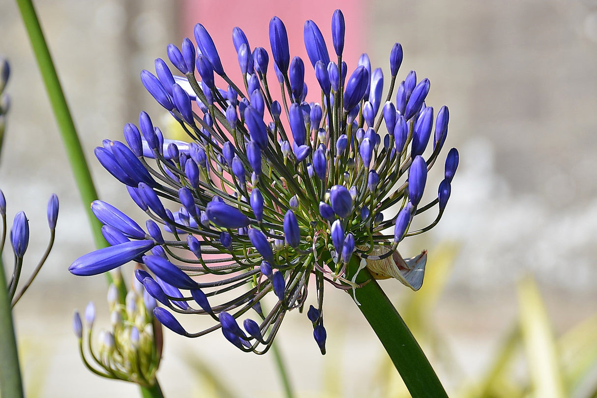 25 BLUE LILY of the NILE Agapanthus Orientalis African Lily Flower Seeds