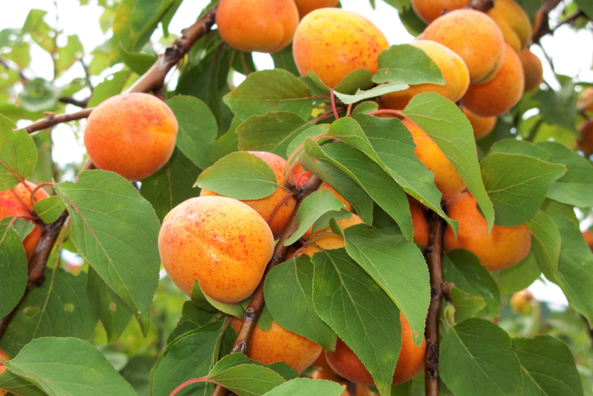 5 COMMON APRICOT Fruit Tree Prunus Armeniaca White Pink Flower Seeds