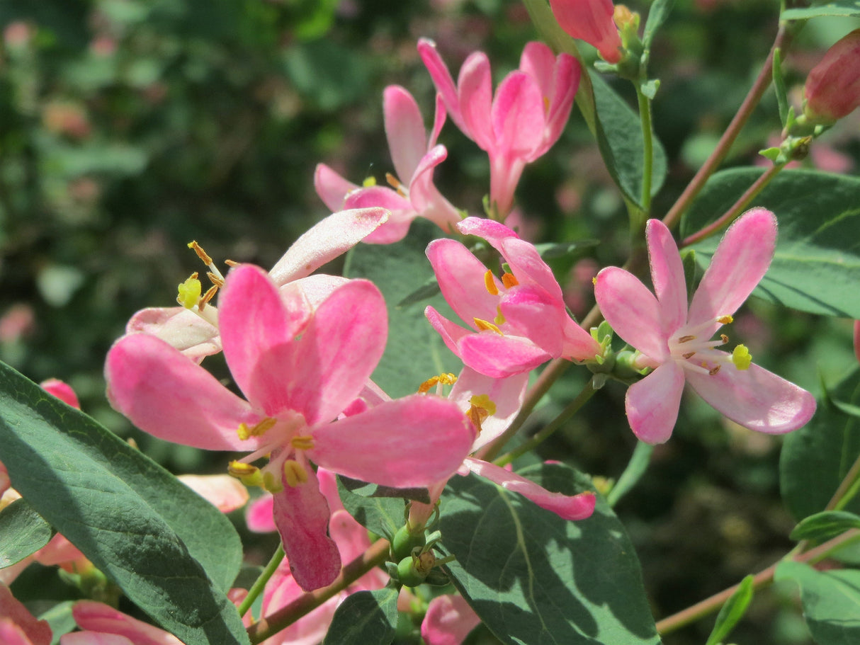 50 Tatarian Asian HONEYSUCKLE Lonicera Tatarica Pink Flower Shrub Bush Seeds