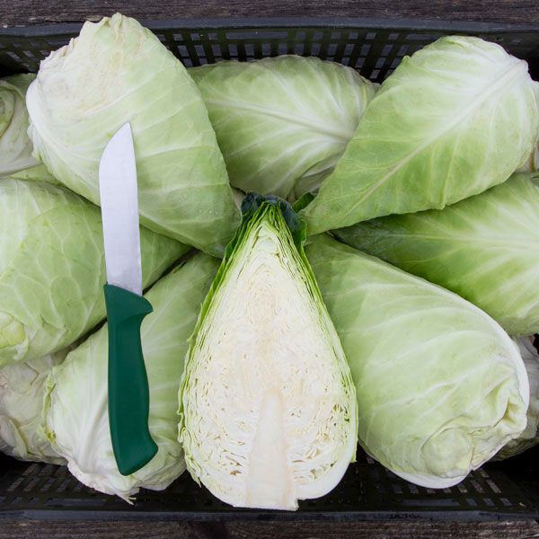 Caraflex F1 Cabbage