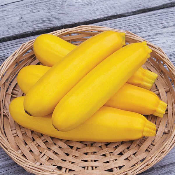 Yellowfin F1 Zucchini
