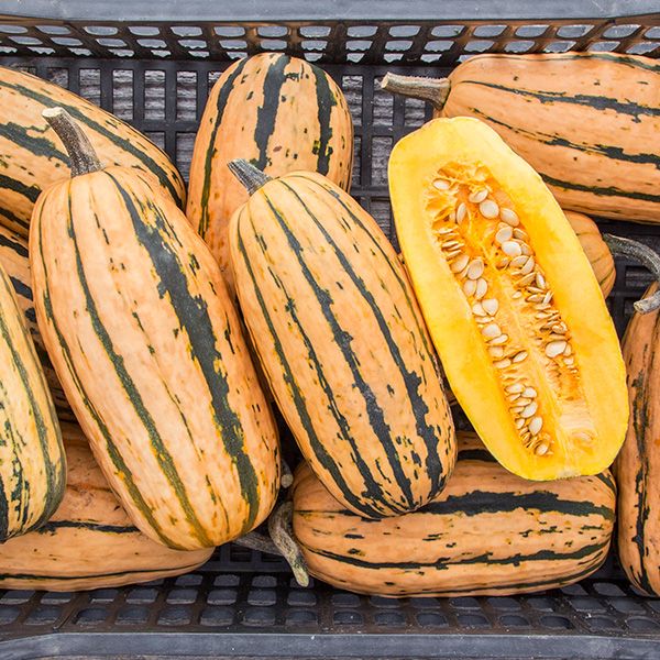 Honey Boat Delicata Squash
