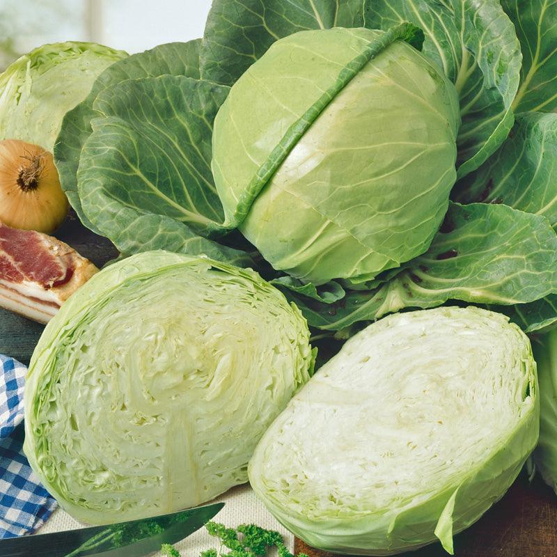 Golden Acre Cabbage