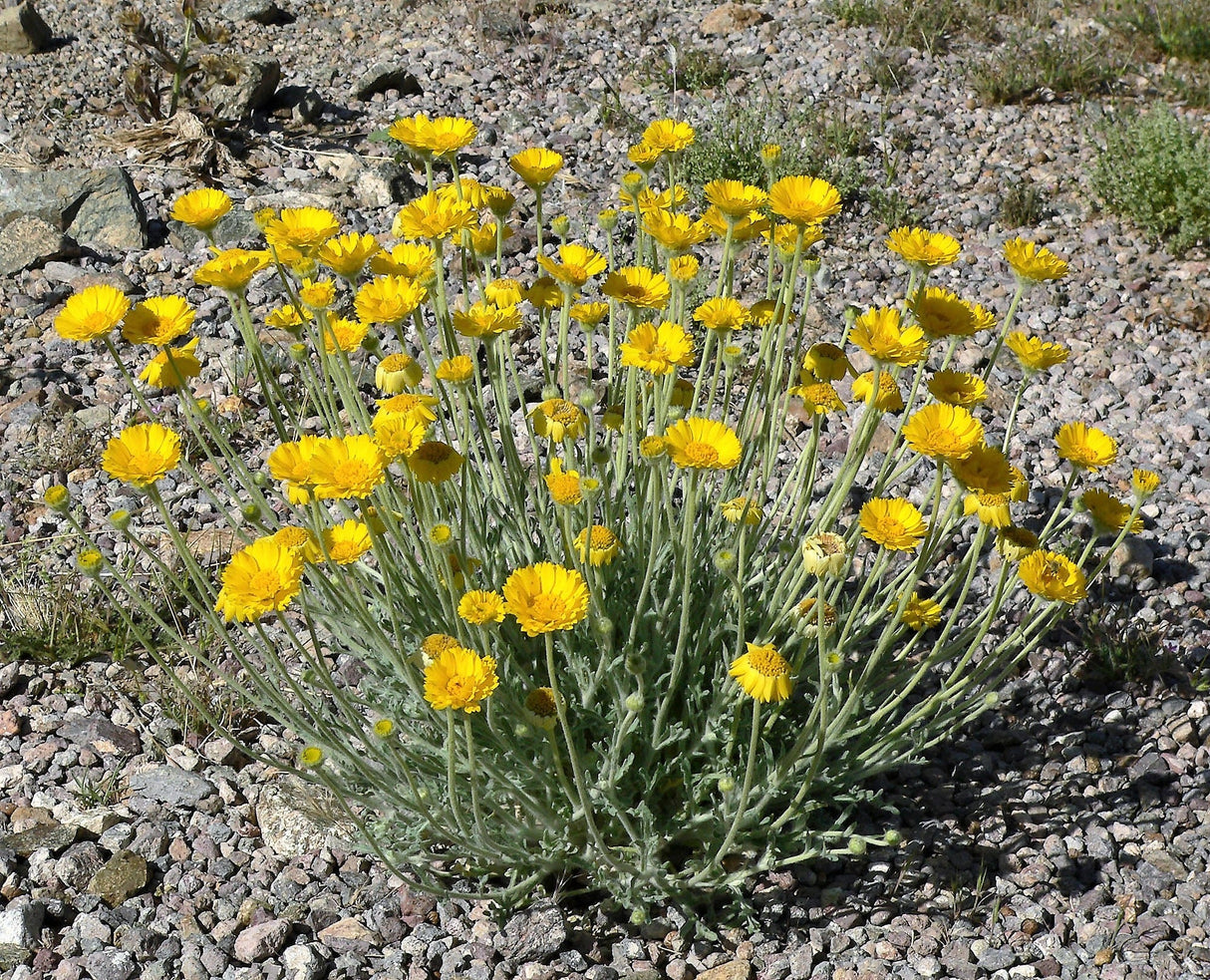 500 Yellow DESERT MARIGOLD Baileya Multiradiata Showy Drought Paper Daisy Flower Herb Seeds
