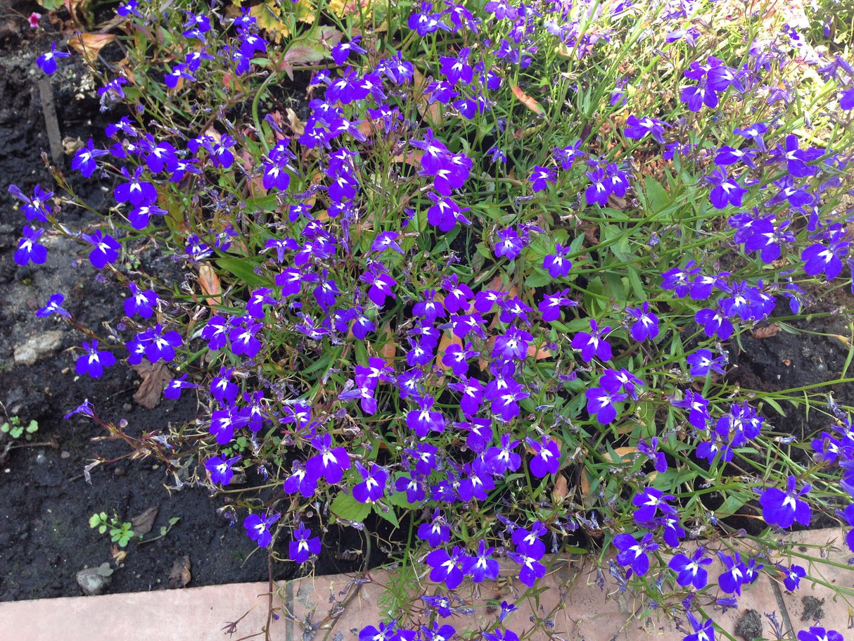 200 Lavender & White MRS CLIBRAN LOBELIA Erinus Flower Seeds