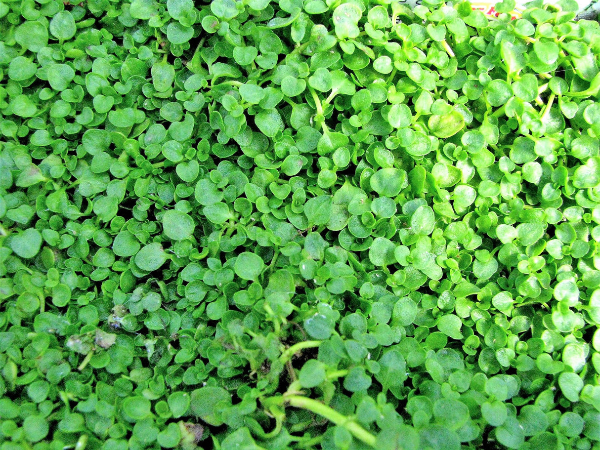 20 CORSICAN MINT Mentha Requienii Herb Fragrant Ground Cover Flower Seeds