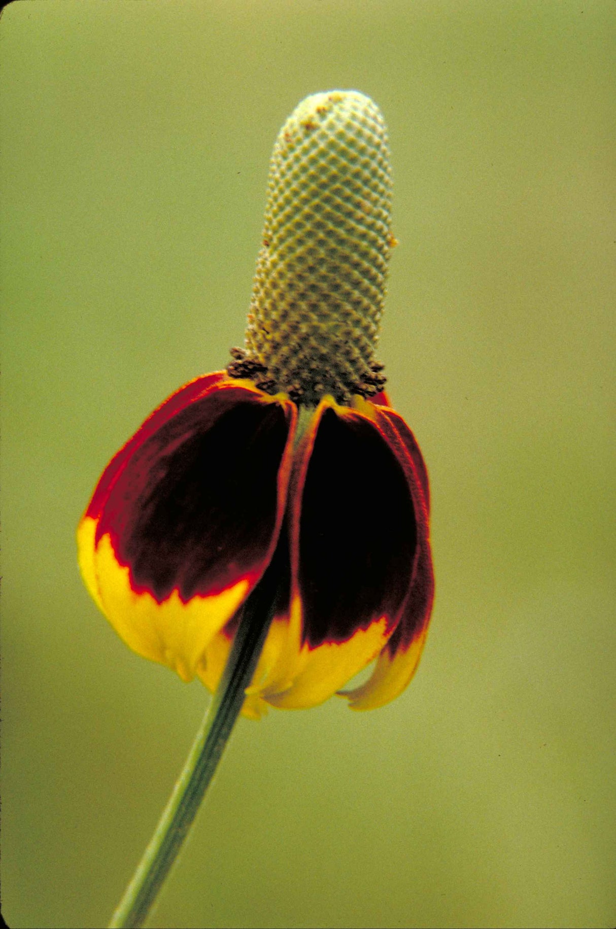 500 MEXICAN HAT Ratibida Columnaris Columnifera Red & Yellow Native Flower Seeds