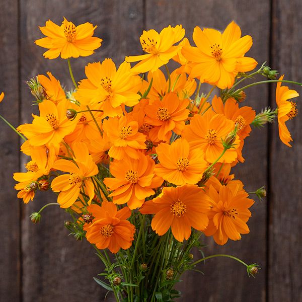 Bright Lights Blend Cosmos