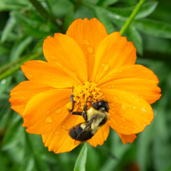 Bright Lights Blend Cosmos