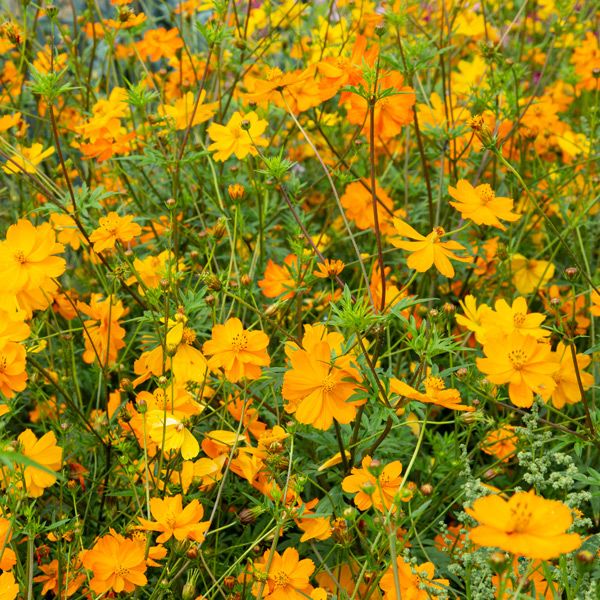 Bright Lights Blend Cosmos