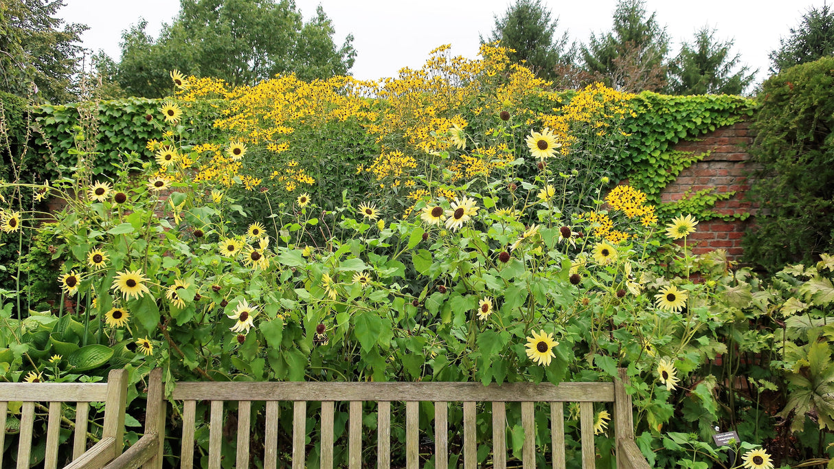 25 ITALIAN WHITE SUNFLOWER Helianthus Debilis Flower Seeds
