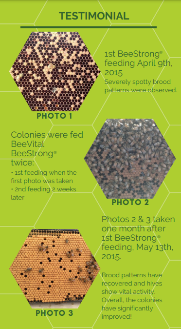 BeeStrong Bee Feed Liquid Concentrate-The Natural Colony Booster