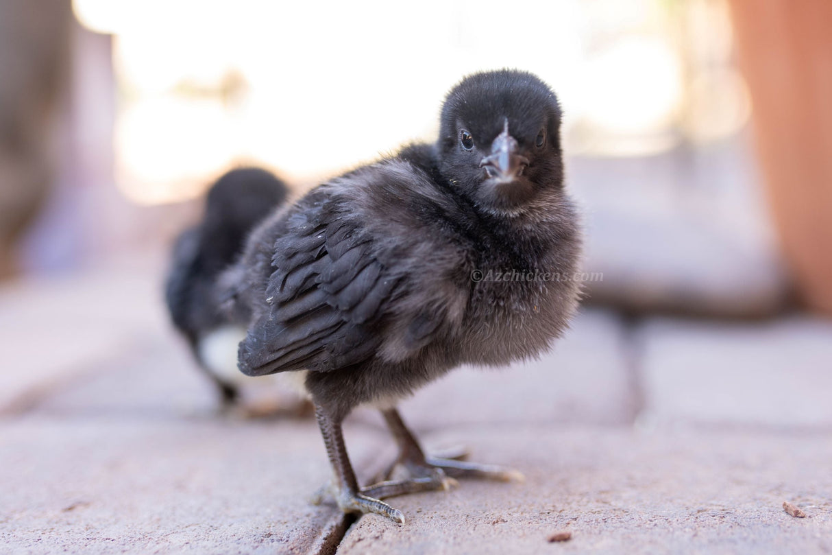 American Bresse Chicks - Assorted Colors - Buy 10 + 5 Bonus Free (Unsexed, Shipping Included)