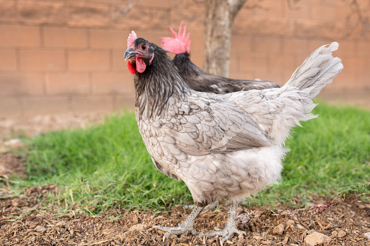 Blue American Bresse Chicks - Buy 10 + 5 Bonus Free (Unsexed, Shipping Included)