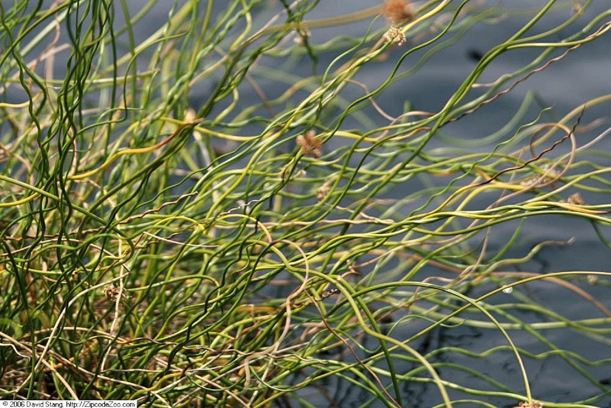 10 CORKSCREW RUSH Spiral Grass Juncus Effusus Spiralis Wetland Pond Seeds