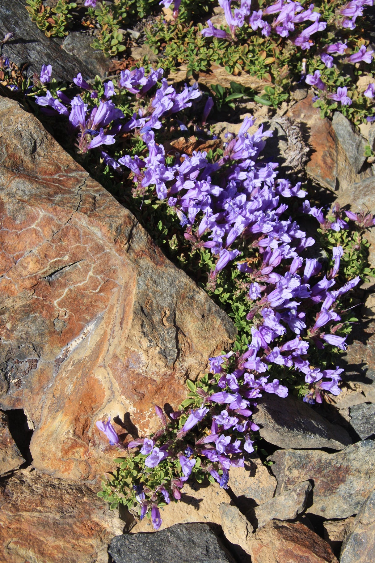 50 ALPINE PENSTEMON Davidsonii Davidson's Beardtongue Purple Flower Seeds