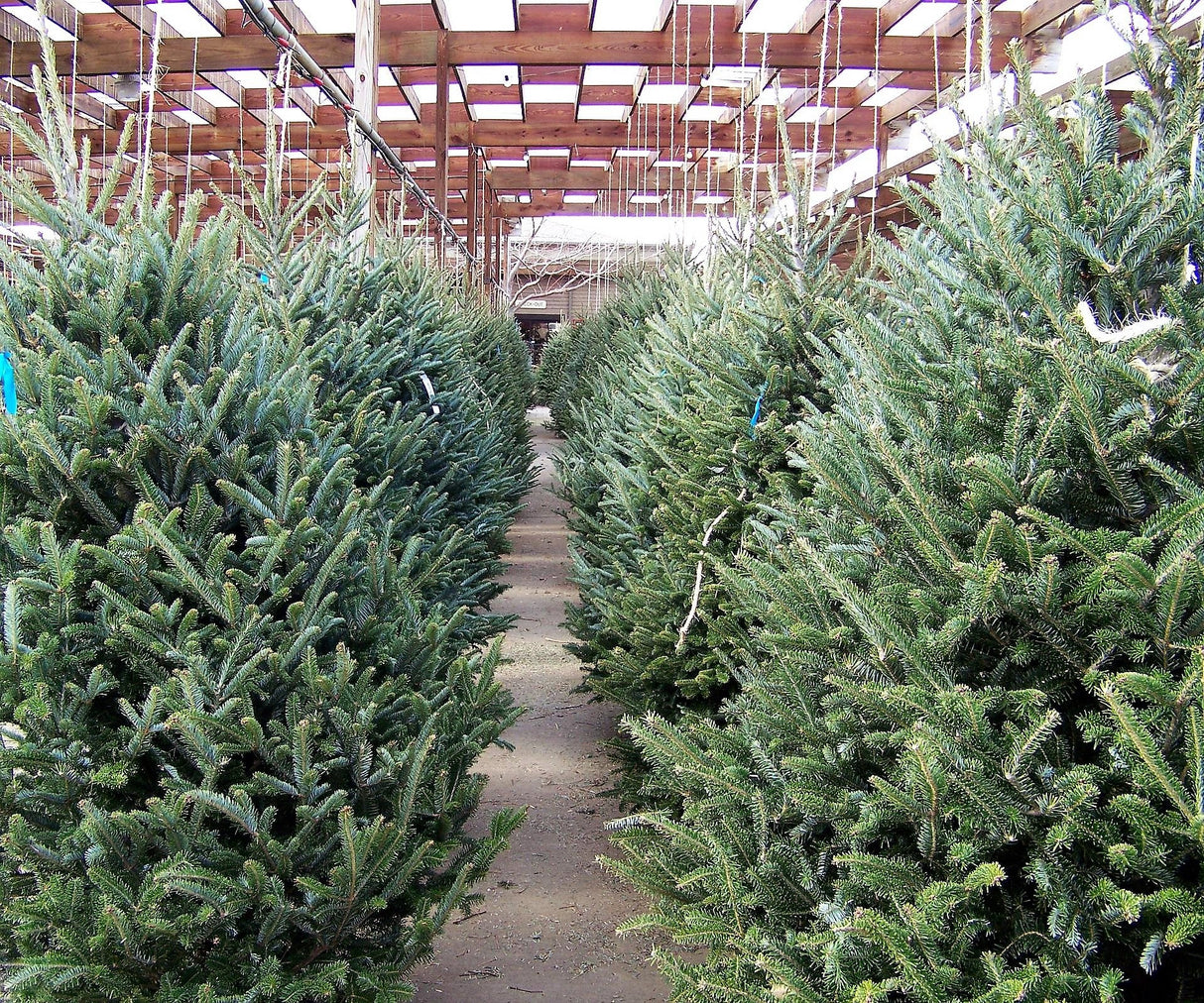 30 BALSAM FIR Tree Abies Balsamea Christmas Tree Silver Pine Canadian Fir Native Evergreen Seeds
