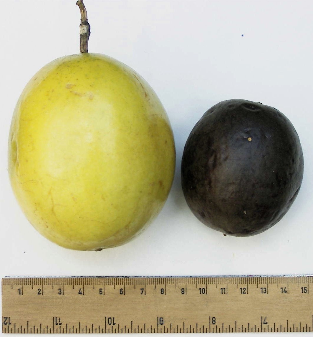 10 YELLOW PASSION FRUIT Vine Passiflora Edulis Flavicarpa Golden Passionfruit Purple & White Flower Seeds