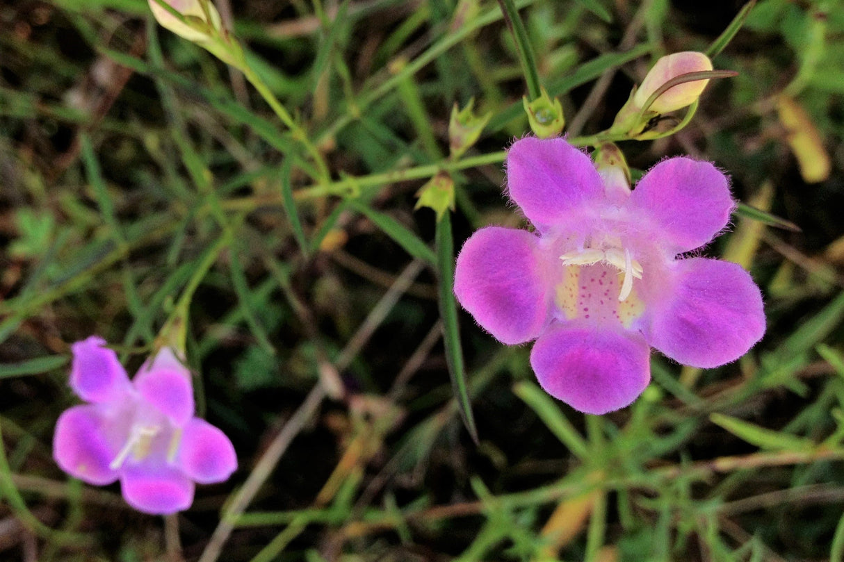 100 FALSE PURPLE FOXGLOVE Rose Gerardia Wetland Agalinis Purpurea Flower Seeds