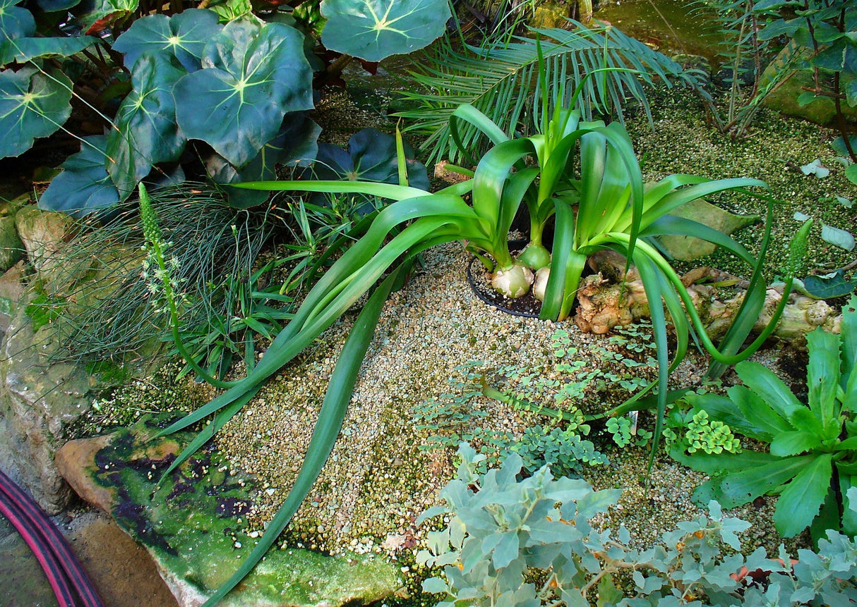 20 PREGNANT ONION SEEDS aka False Sea Onion Lily Ornithogalum Caudatum Flower Good Houseplant