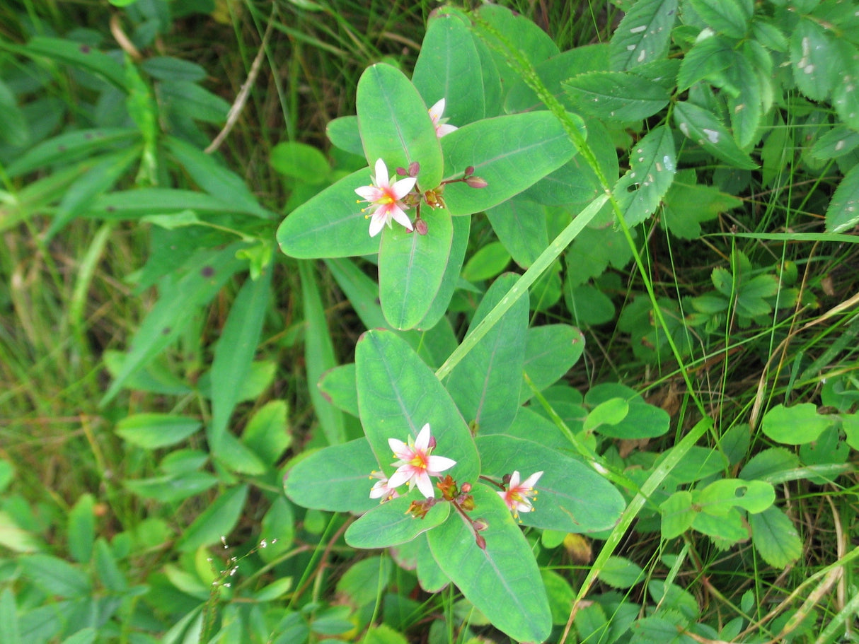 50 Marsh SAINT JOHN'S WORT Hypericum Virginicum Pink Mauve Flower Seeds