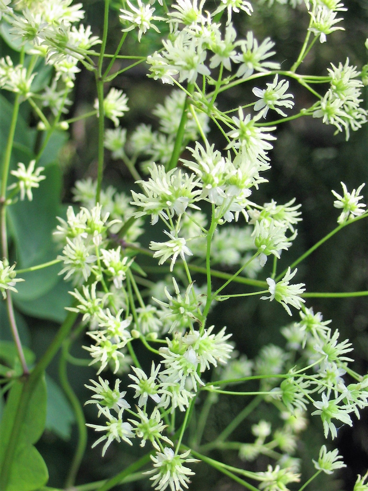50 PURPLE MEADOW RUE Thalictrum Dasycarpum White & Yellow Flower Herb Seeds