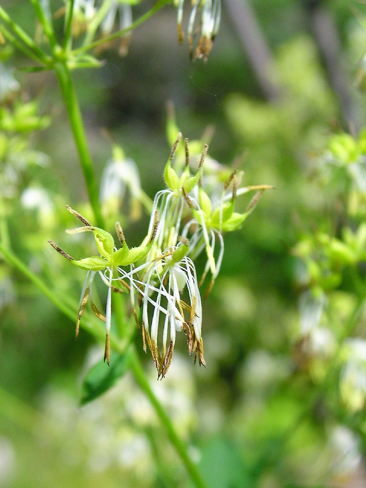 50 PURPLE MEADOW RUE Thalictrum Dasycarpum White & Yellow Flower Herb Seeds