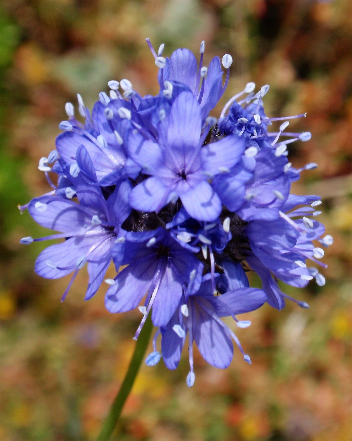 1500 GLOBE GILIA Bluehead Gilia Capitata Thimble Flower Seeds