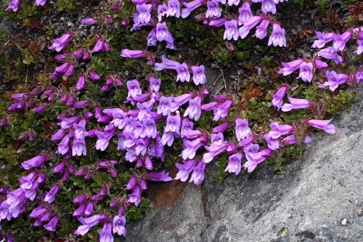 50 ALPINE PENSTEMON Davidsonii Davidson's Beardtongue Purple Flower Seeds