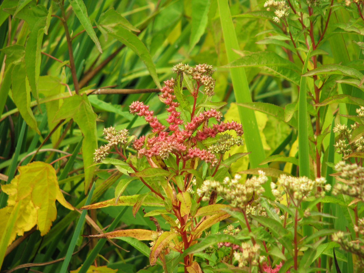 500 Virginia DITCH STONECROP SEDUM Penthorum Sedoides Star Fruit Flower Seeds