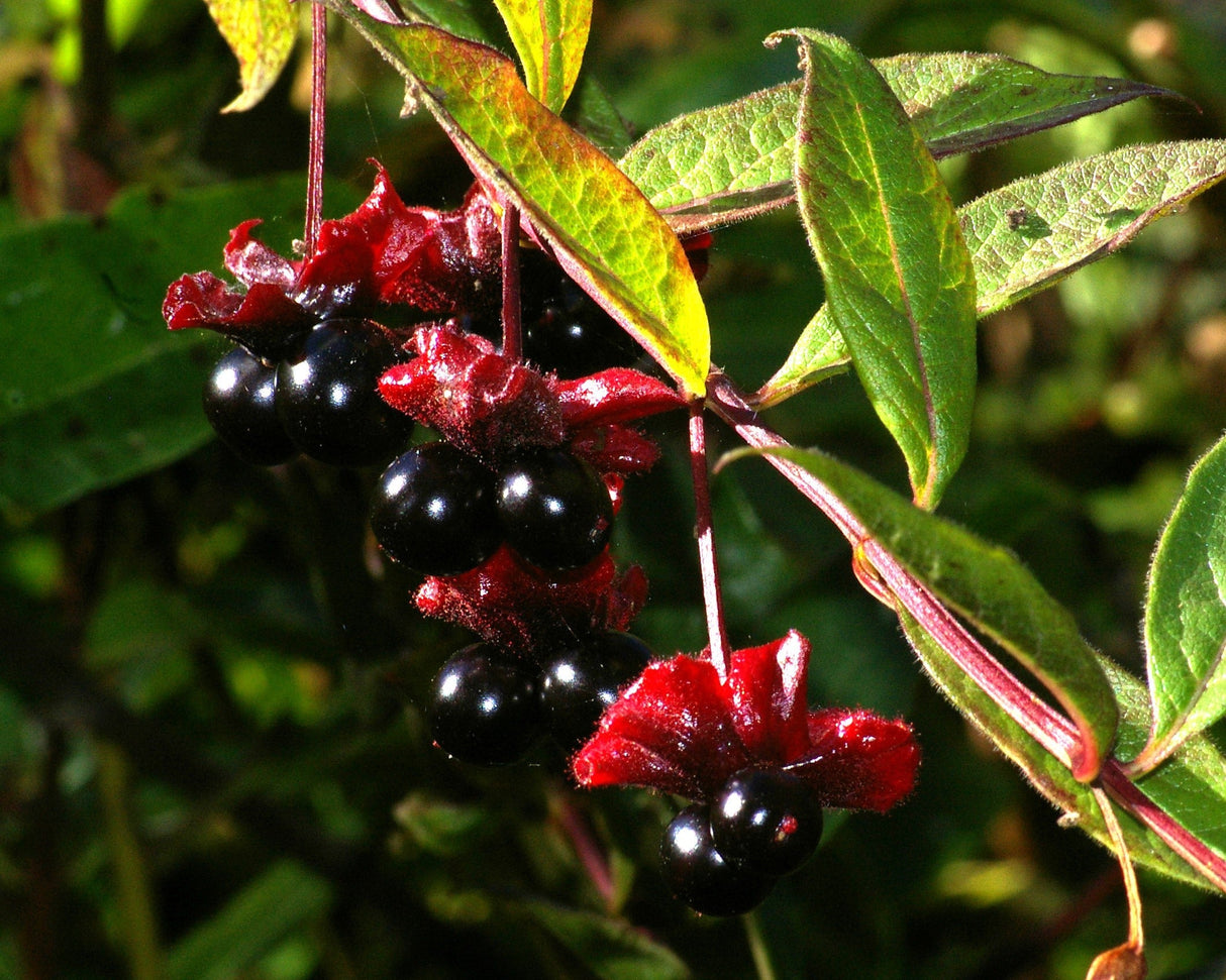 25 TWINBERRY HONEYSUCKLE Lonicera Involucrata California Bearberry Black Twin Berry Endangered Native Sun or Shade Shrub Yellow Red Hummingbird Flower Seeds