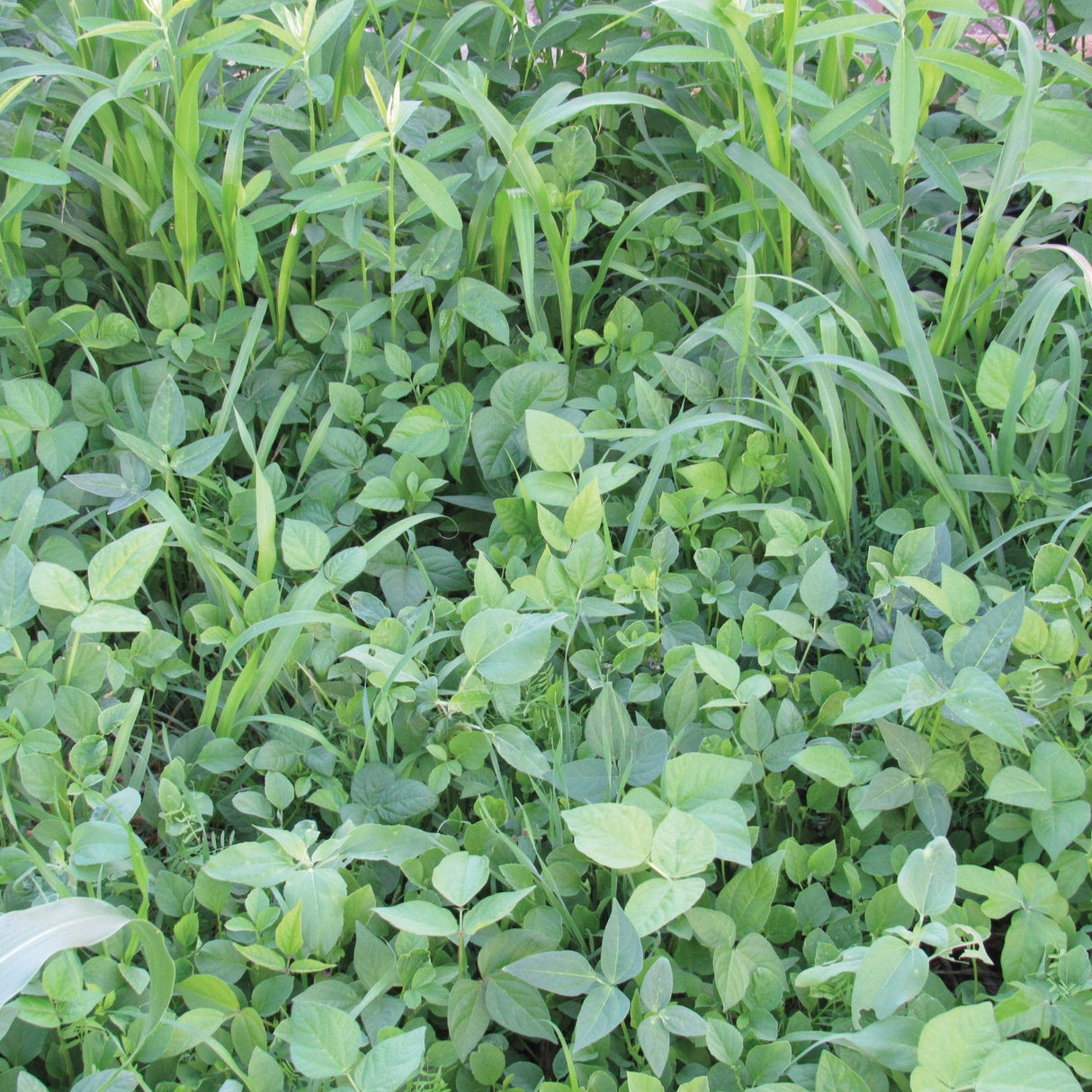 Cover Crop Mix