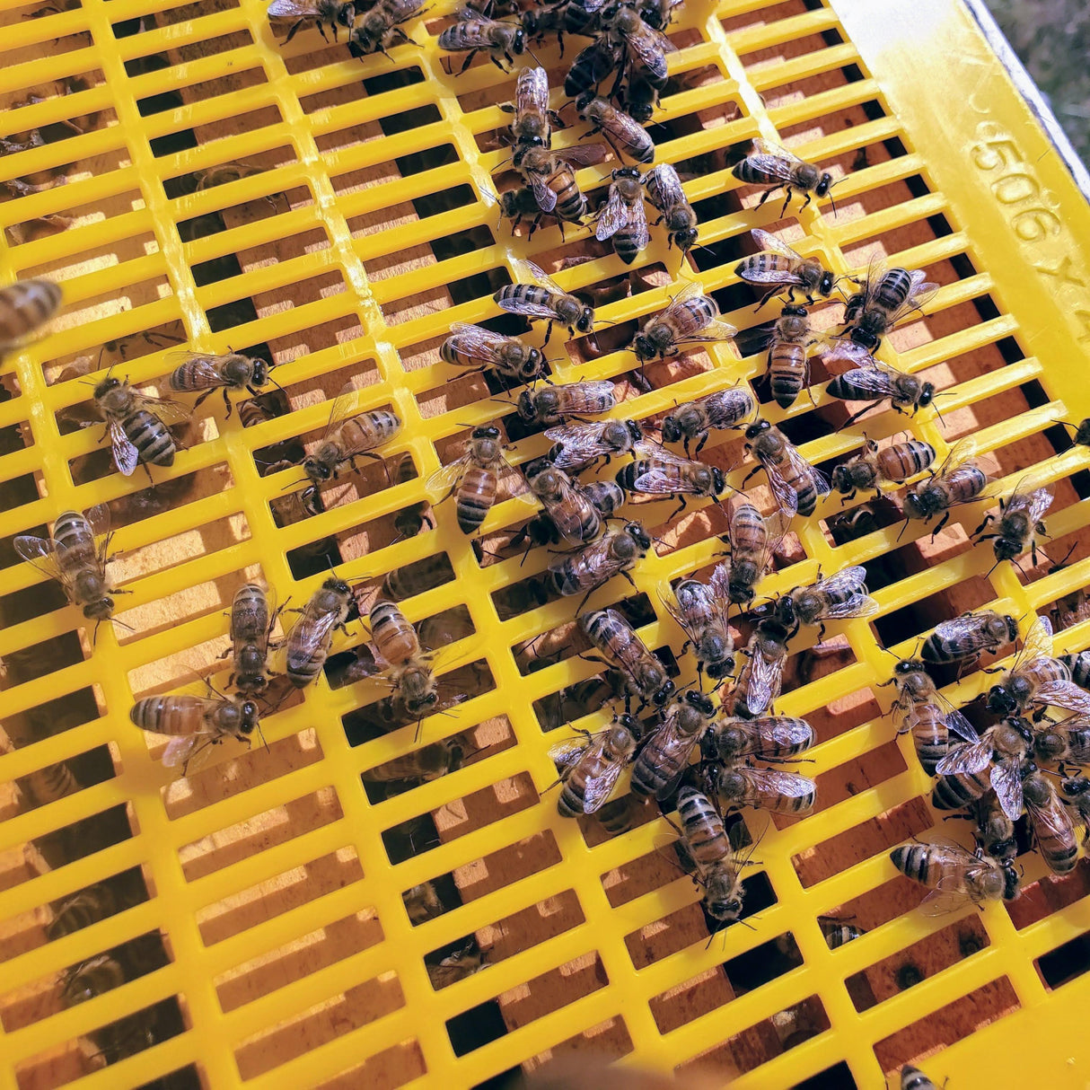 Clearance - Plastic Queen Excluder