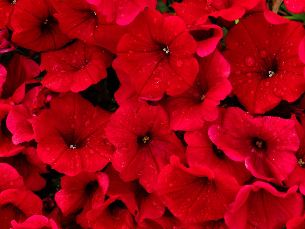 250 MIXED COLORS PETUNIA Flower Seeds