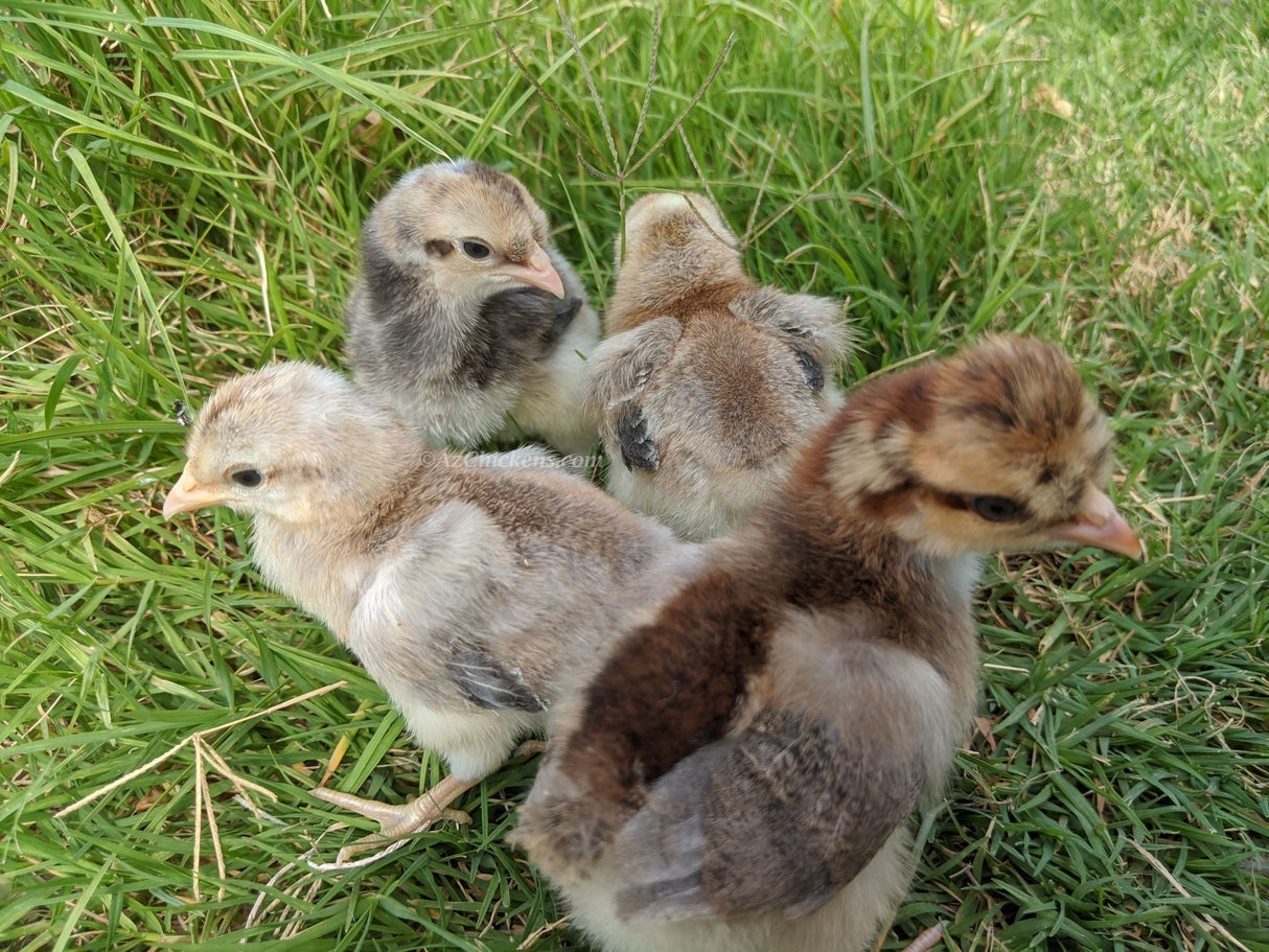 Creme Legbar Chicks – Buy 6 + 4 Bonus Free (10 Females Total, Shipping Included)