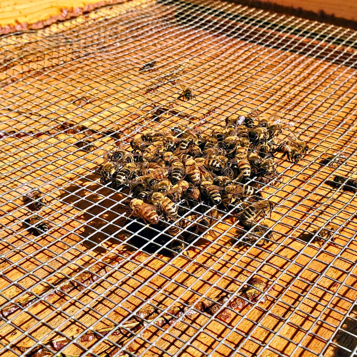 Cypress Spacer and Feeder Rim