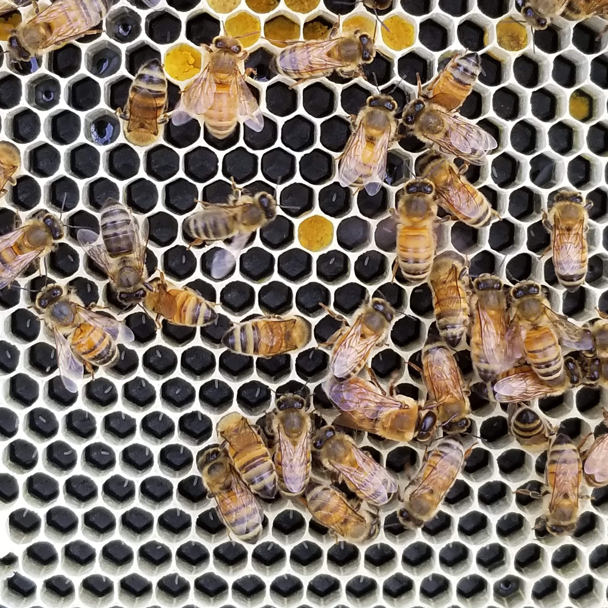 Deep 9 1/8-Inch Langsroth Frame, Grooved Top / Grooved Bottom With Double Wax Foundation