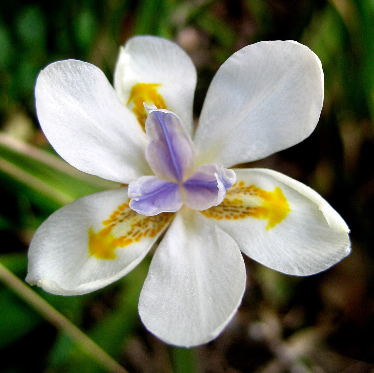 25 WHITE AFRICAN IRIS Fortnight Lily Dietes Iridioides Vegeta aka Cape or Butterfly Iris Yellow Purple Flower Seeds