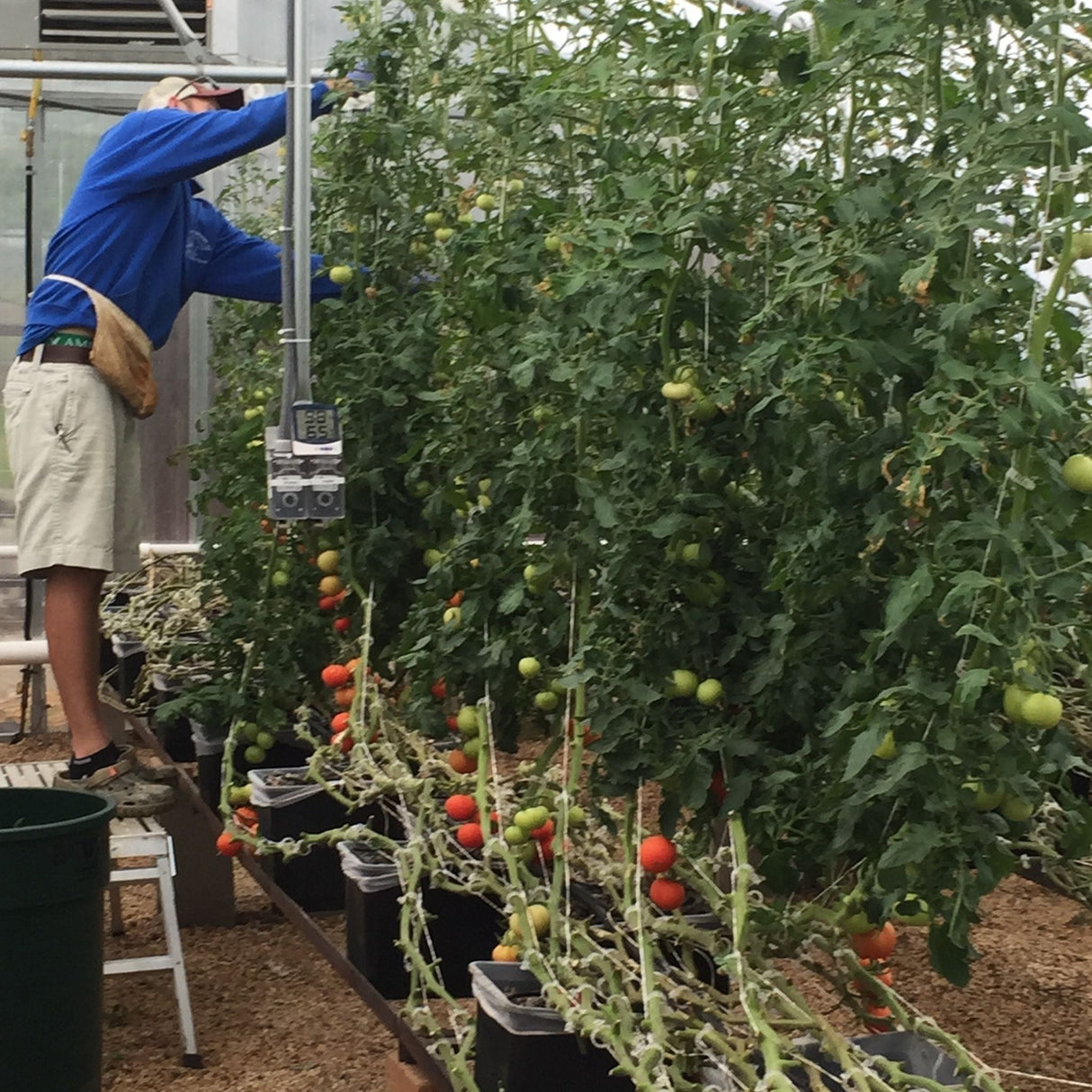 Dutch Buckets 10 Pack | No Lid