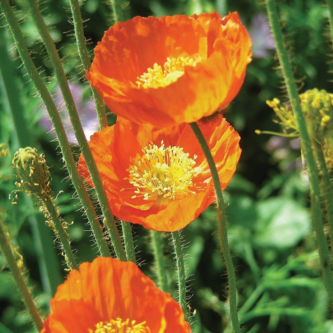 Iceland's Finest Poppy