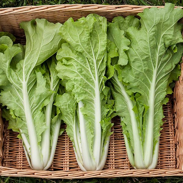 Tokyo Bekana Asian Greens