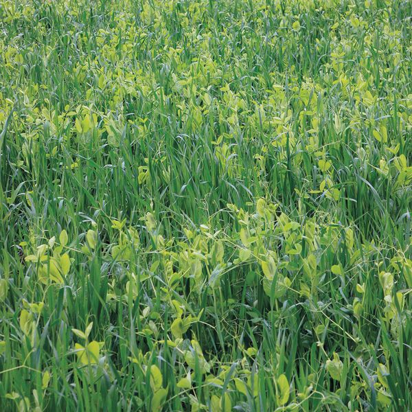 Field Peas/Oats Mix