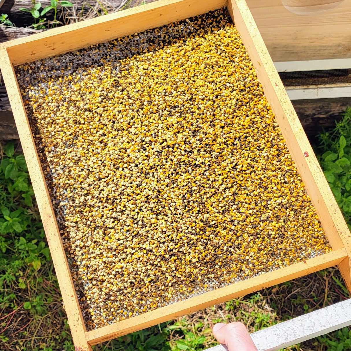Fresh Birmingham Bee Pollen