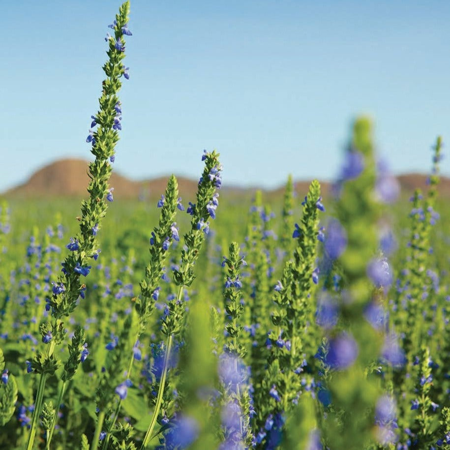 black-chia-homestead
