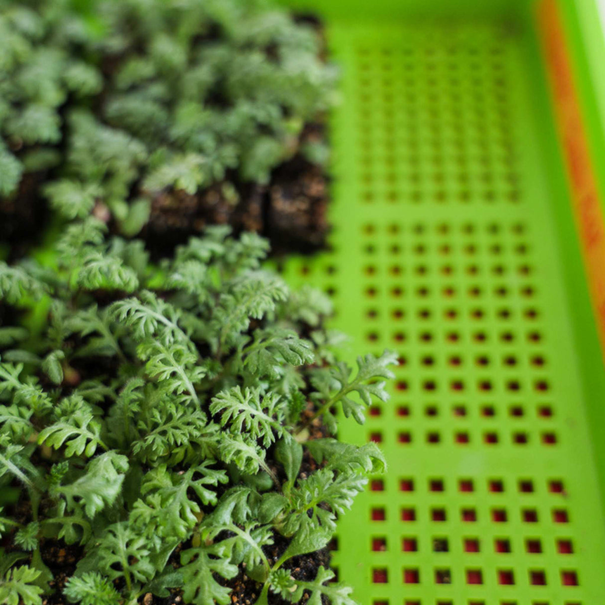 1020 Mesh Trays Shallow Extra Strength Colors - 1" Deep