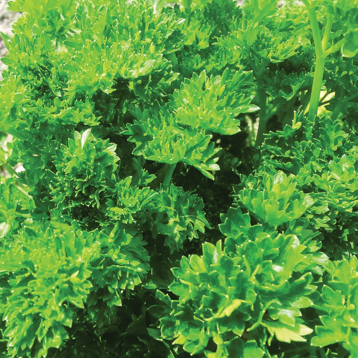 Triple Curled Parsley