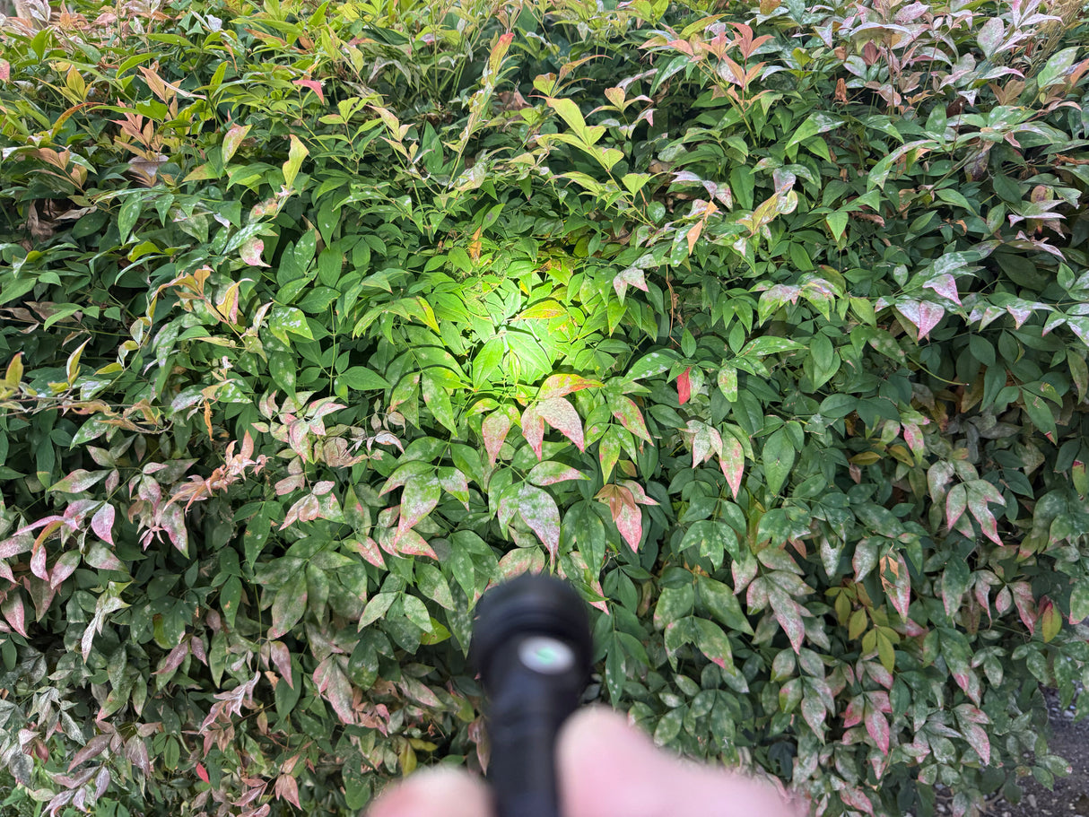 Peanut Beast XL 3.0 Flashlight Kit by Maratac® ( New For 2025! )